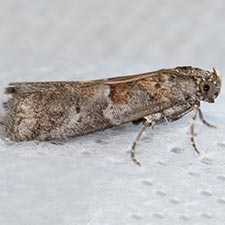 Salebriaria pumilella