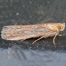 Stylopalpia scobiella