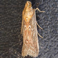 Stylopalpia scobiella