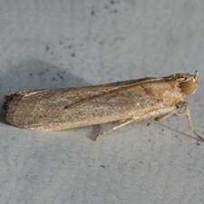 Stylopalpia scobiella