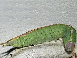 Misogada unicolor