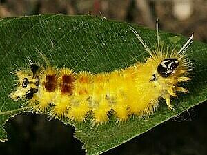 Lophocampa annulosa