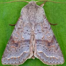 Orthosia revicta