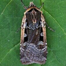 Parabagrotis exsertistigma