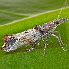 Ypsolopha senex