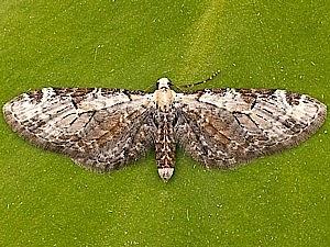 Eupithecia ravocostaliata