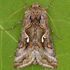 Autographa pseudogamma