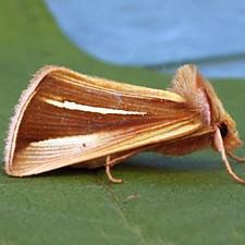 Plusia venusta