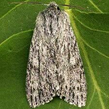 Acronicta oblinita