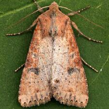 Apamea alia