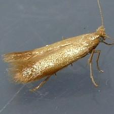 Coptotriche citrinipennella