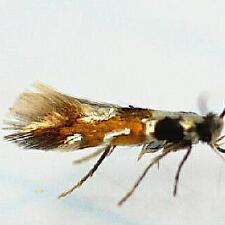 Leucanthiza amphicarpeaefoliella