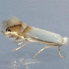 Phyllonorycter argentifimbriella