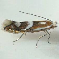 Phyllonorycter propinquinella