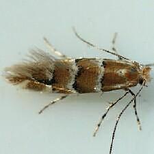 Phyllonorycter tritaenianella