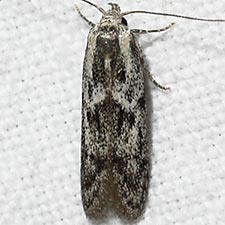 Hypatopa vestaliella