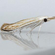 Coleophora tiliaefoliella