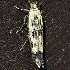 Scythris limbella