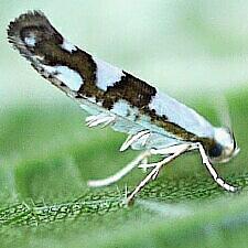 Argyresthia oreasella