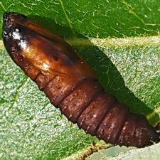 Acleris semipurpurana