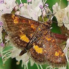 Pyrausta orphisalis