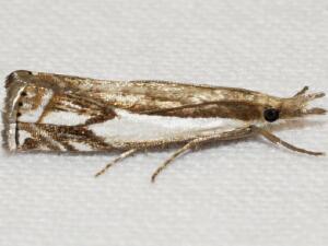 Crambus agitatellus