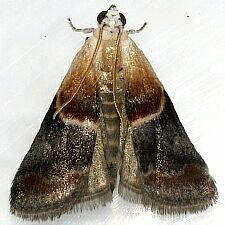 Acrobasis demotella