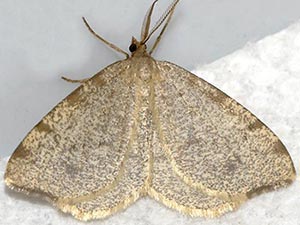 Macaria evagaria