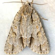 Acronicta morula