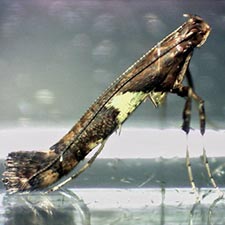 Caloptilia umbratella