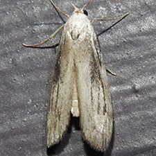 Aphomia terrenella