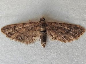 Eupithecia columbiata