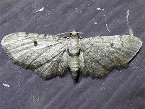 Eupithecia affinata