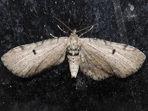 Eupithecia indistincta