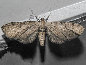 Eupithecia indistincta