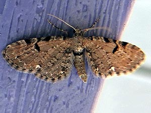 Eupithecia assimilata