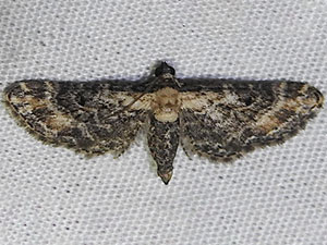 Eupithecia sonora