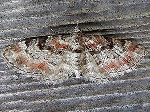 Eupithecia albicapitata