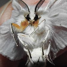 Spilosoma congrua