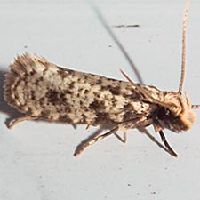 Amydria effrenatella