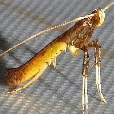 Caloptilia azaleella