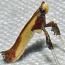 Caloptilia sp.