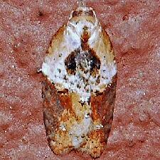 Acleris robinsoniana