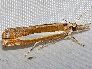 Crambus praefectellus