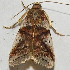 Acrobasis indigenella