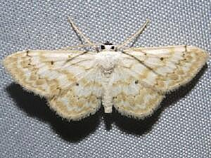 Idaea obfusaria