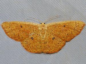 Cyclophora packardi