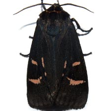 Apantesis figurata