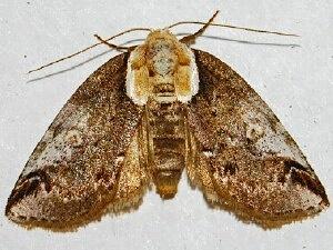 Baileya ophthalmica