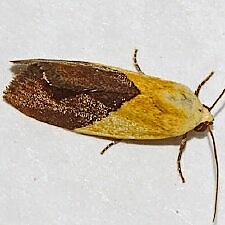 Ponometia semiflava